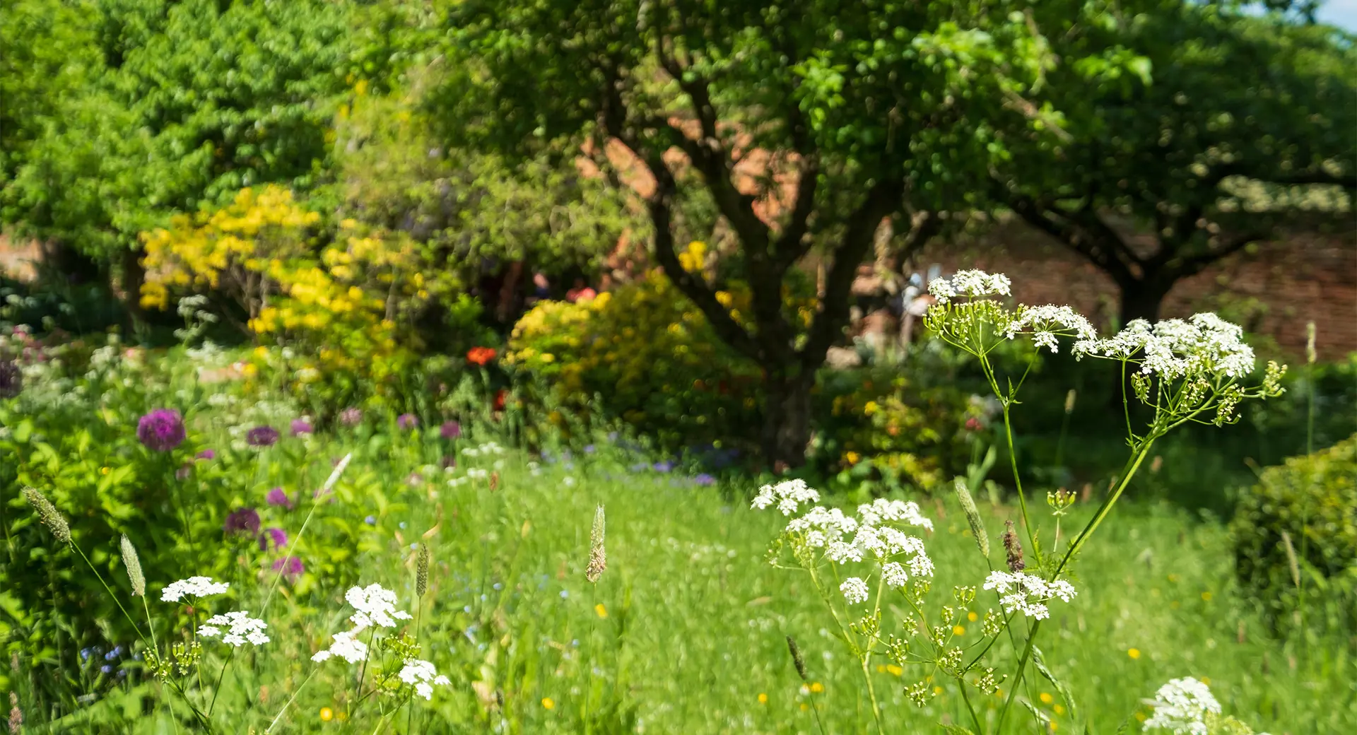 A garden filled with flowers on a sunny day