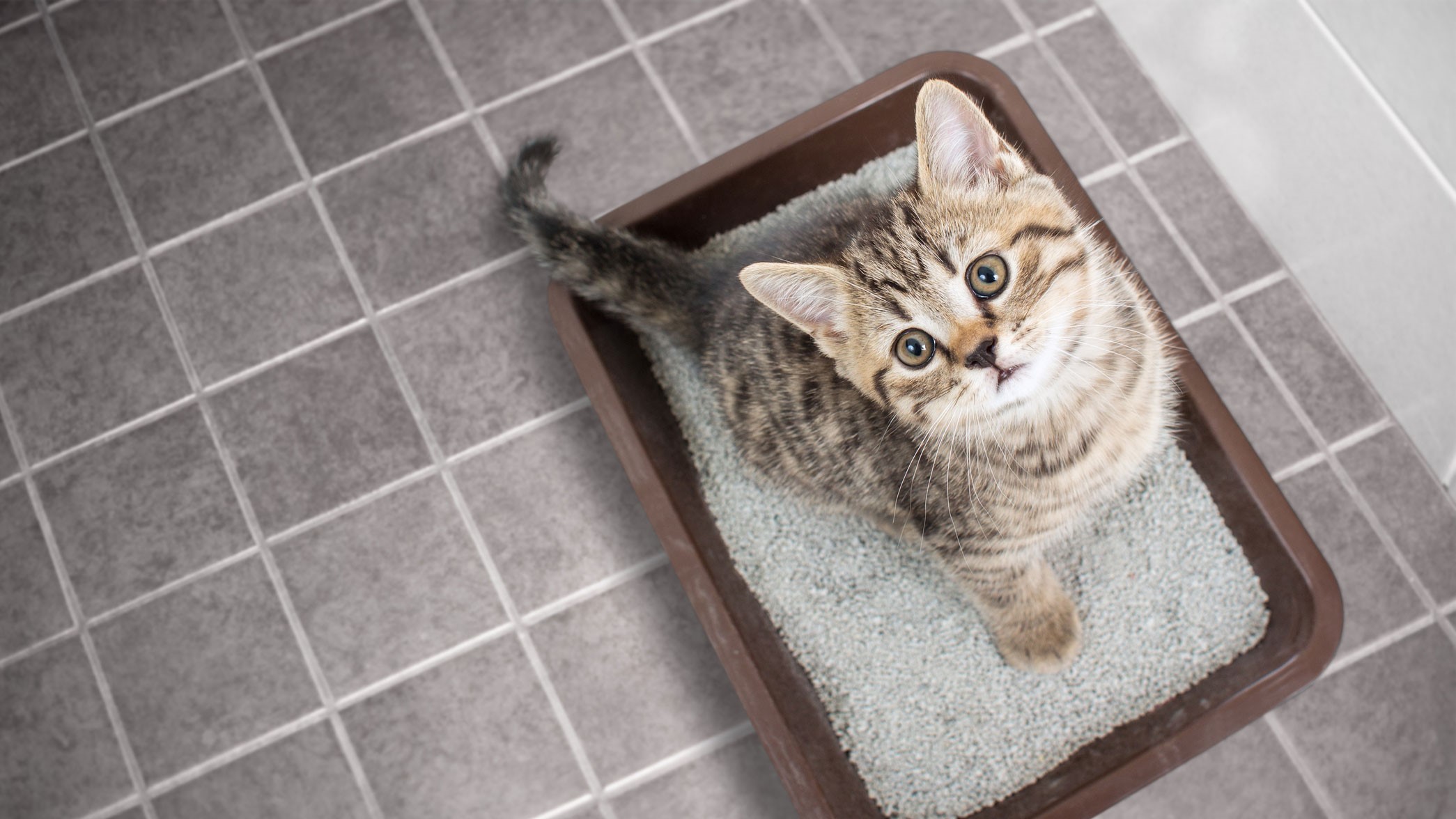 Cat in litter tray looking upwards